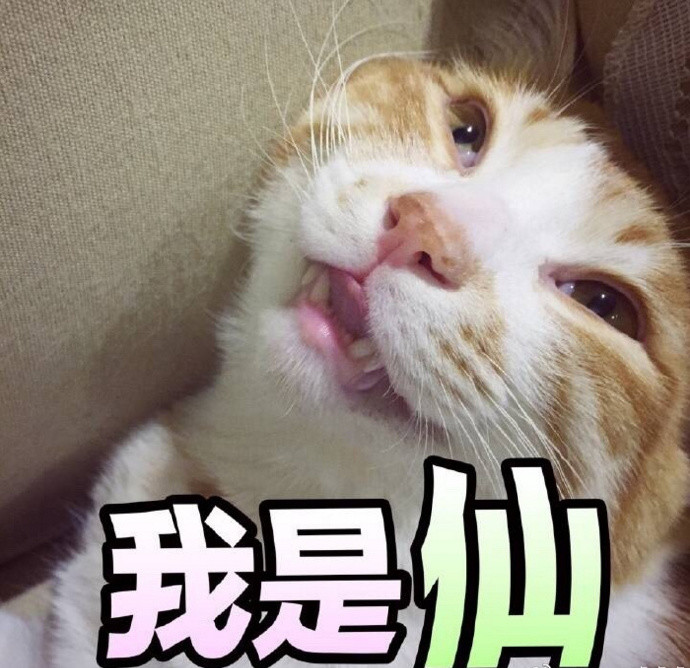 搞笑猫咪表情包:我一直在憋笑,差点憋出内伤