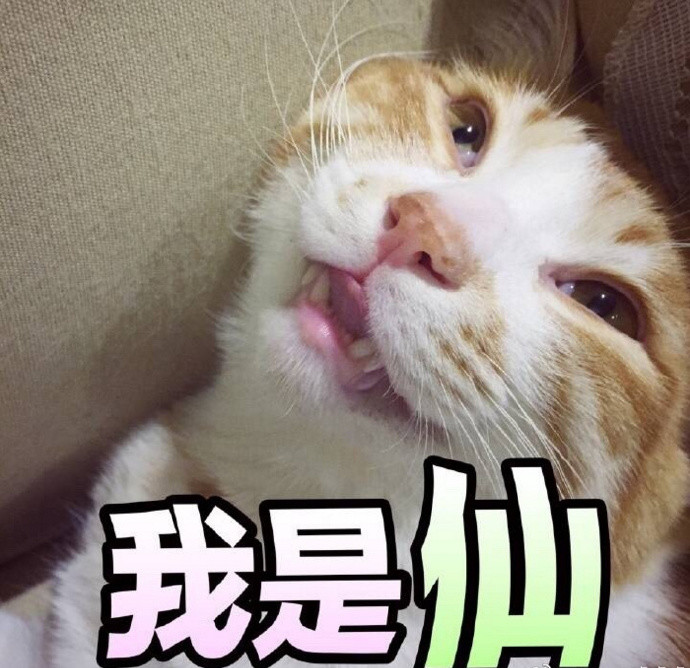 搞笑猫咪表情包:我一直在憋笑,差点憋出内伤