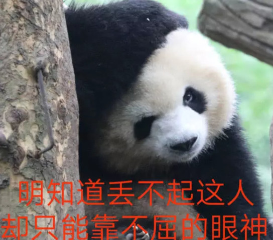 这只"戏精"熊猫火了:老子是国宝,注意你的说话态度