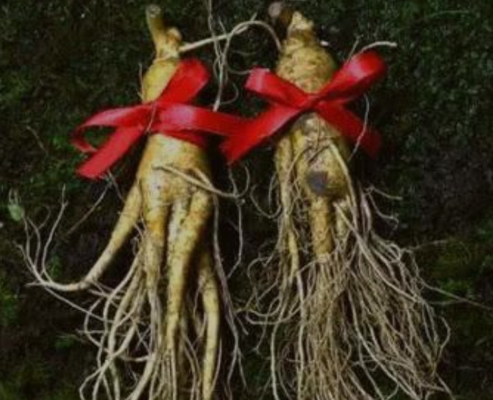 人参为什么会跑 腾讯网