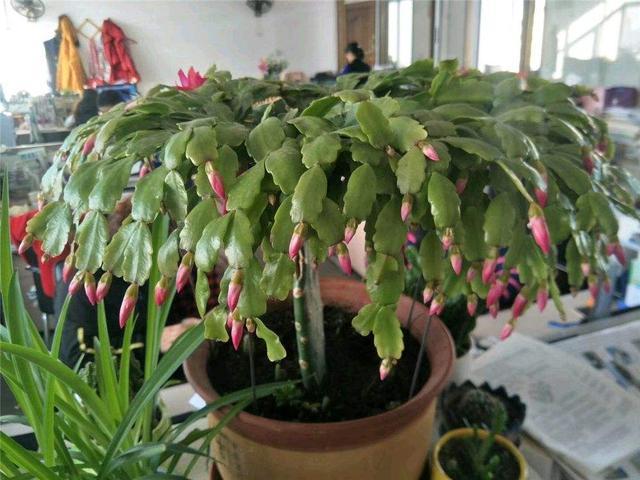 蟹爪兰用什么肥料最好