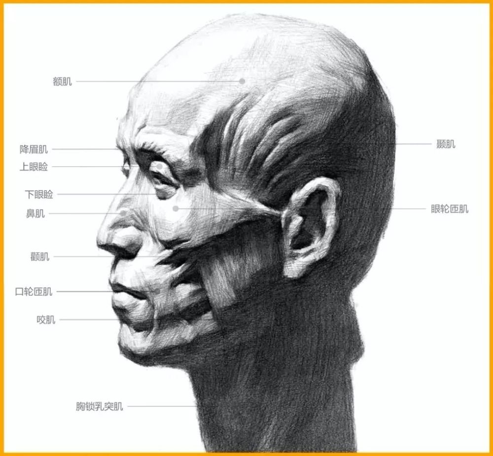 所以要了解表情的变化,首先有必要了解一下面部肌肉的构成,明白哪些