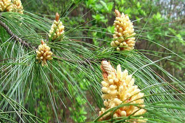 1种松树,采集它的花粉,可润心肺,人称"松花粉",见到请