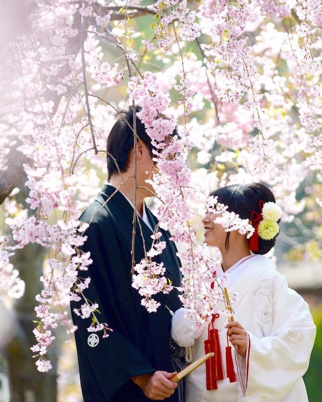 青森尾樱 婆娑红尘苦 樱花自绽放 看点快报