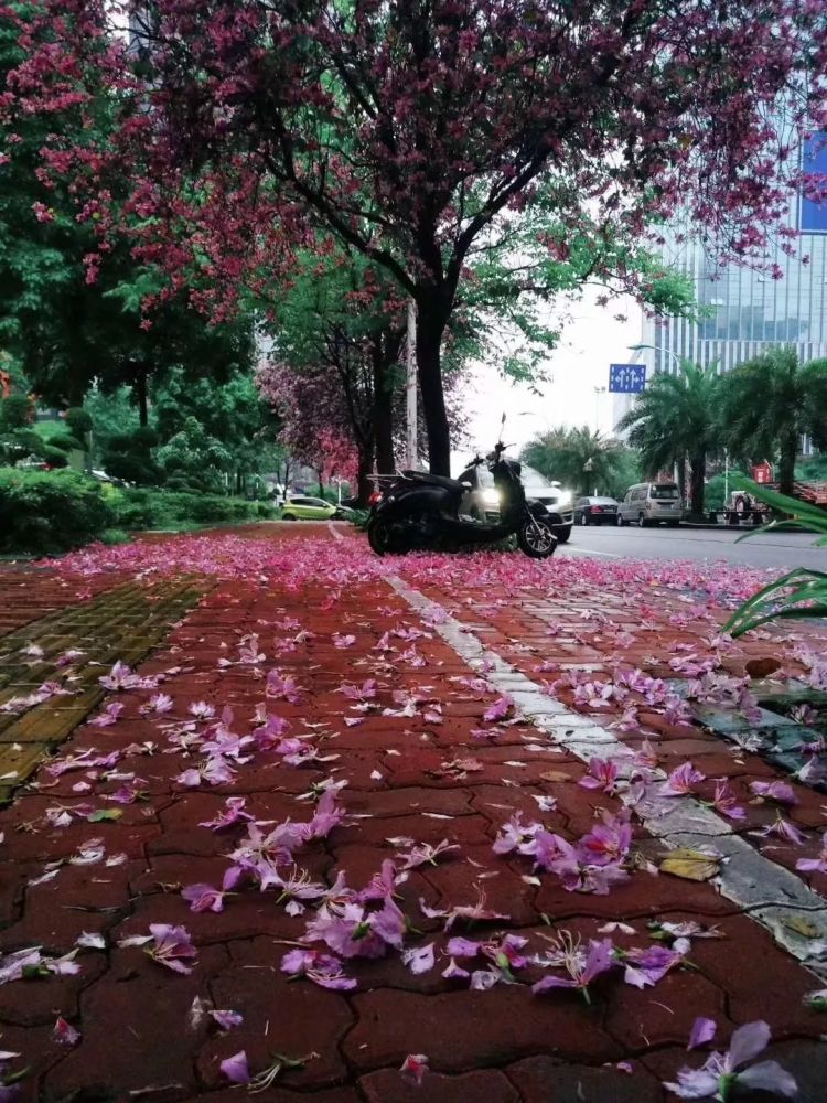 落花别样美(网友:璇摄)