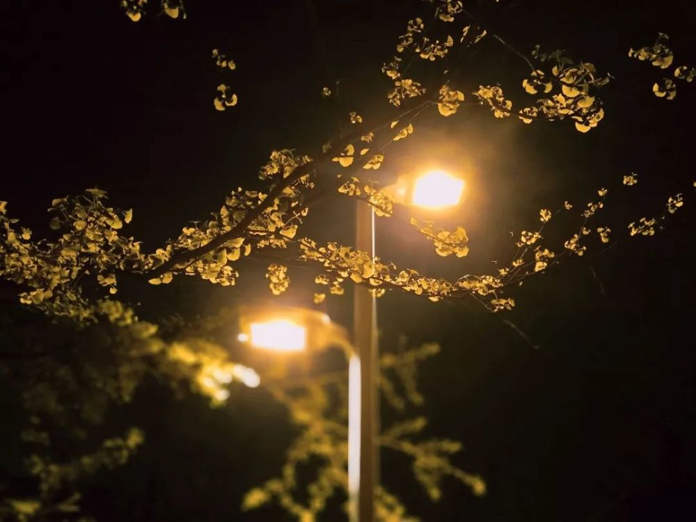 夜雨淅淅沥沥淋湿了地面 路灯的倒影似烟花般烂漫 路灯,欲与夏阳比