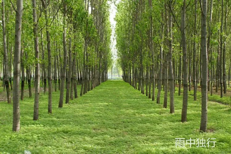 丰润带有诗情画意的唐太宗李世民所封之地——紫草坞