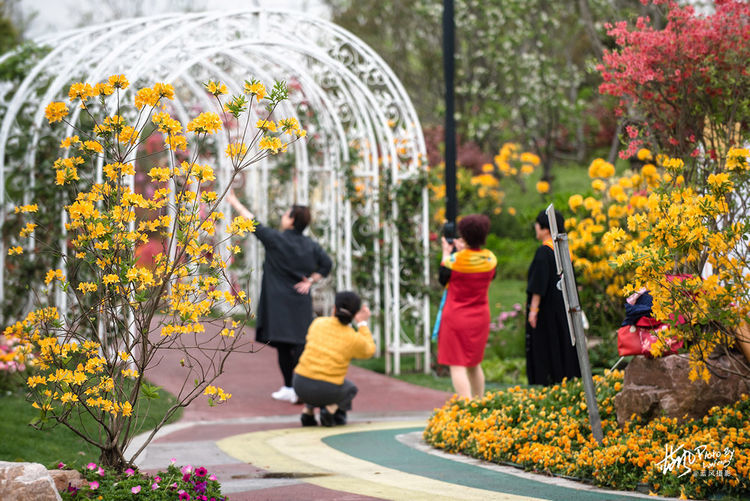 上海最美郊野公园,200万株奇花异草,这片花海给玩的花样百出