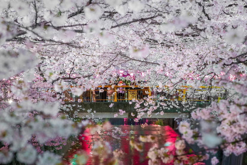 又是一年樱花季,最美樱花摄影图片精选!