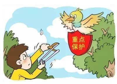 弹弓打鸟,儿时记忆?现在是违法行为!