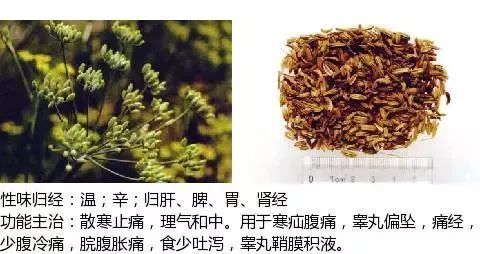 500余种中草药图附主治功效