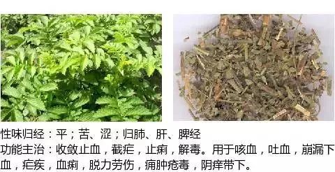 3,收敛止血药白及别名:白芨,甘根,呼良姜,白及子,白鸡儿4,温经止血药