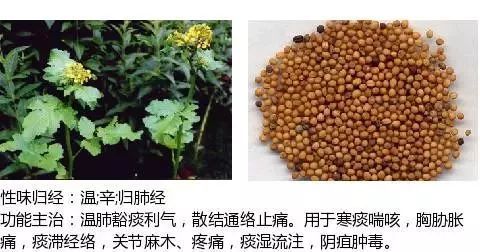 500余种中草药图(附主治功效)