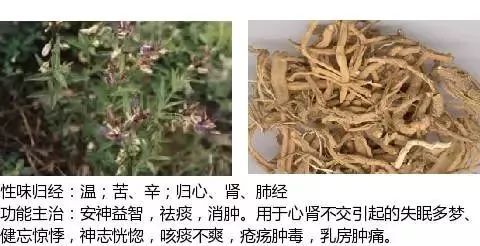 500余种中草药图附主治功效