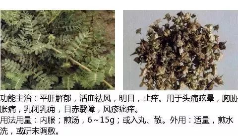 500余种中草药图附主治功效