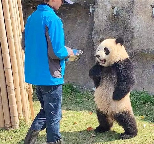 由人"冒充"的大熊猫,模样简直嚣张至极,网友:不敢相信