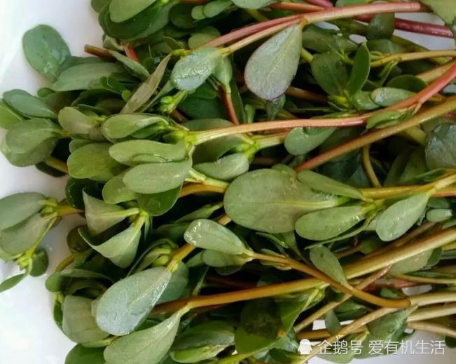 四月的马齿苋,口感脆嫩,吃起来像苋菜一样滑滑的,略有