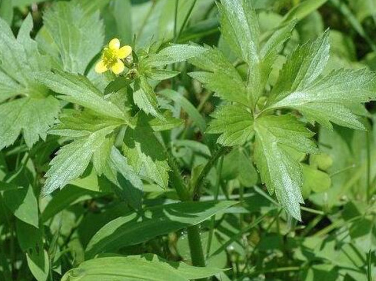 这野菜叫做"鸭脚板,爽口清脆比白菜好吃,城里人想吃得靠运气