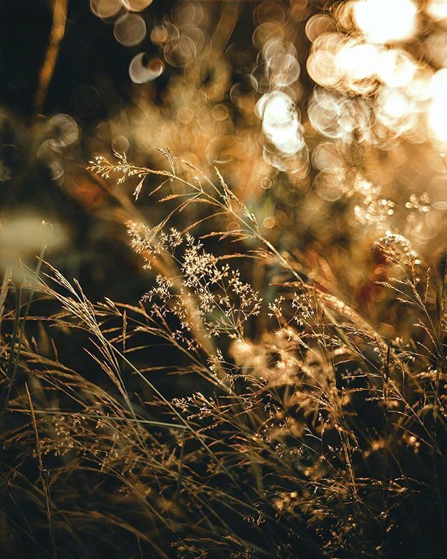 超火"枯花无爱"背景图:如果我们久别重逢,我希望你别来无恙!