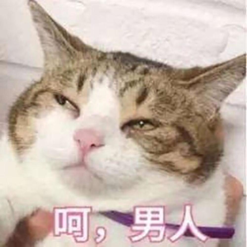 超奈斯小奶猫表情包:呵,男人!随你吧,我的心已经死了!