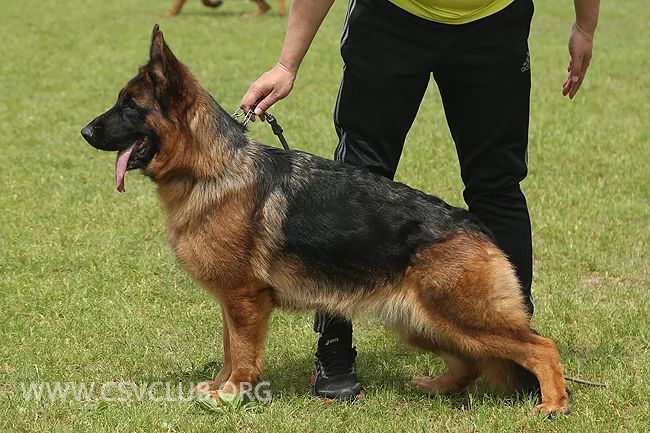 sg2 6049 乐欧奴 lennie von jingxian, csz265580,犬主:许壮壮(十七)