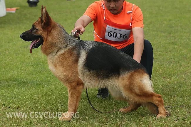 csz265580,犬主:许壮壮(十七) 父犬:morritz von dajiang,csz252985