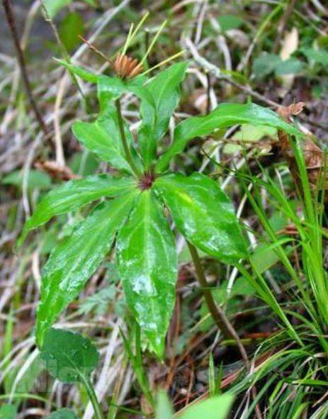 这种植物,民间称它"七叶一枝花",如今很稀罕,遇到别乱