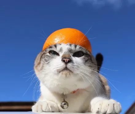当猫咪和橙子发生邂逅时,那画面简直妙不可言!