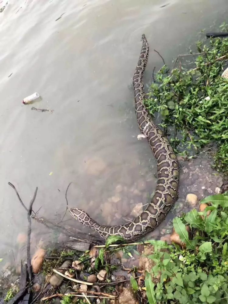 汀江河水西渡大桥下发现了一条大蛇!咋回事?