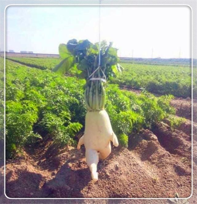 搞笑段子图片:这是一只奔跑的萝卜