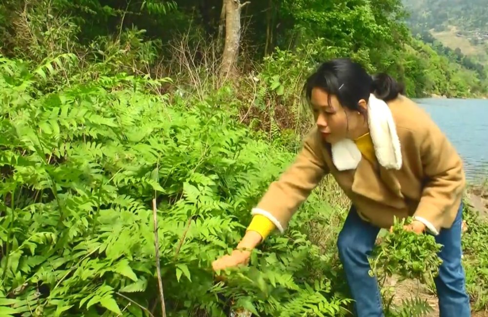 姑娘吃腻了山蕨菜,又到河边摘水蕨菜来吃,多到像是人