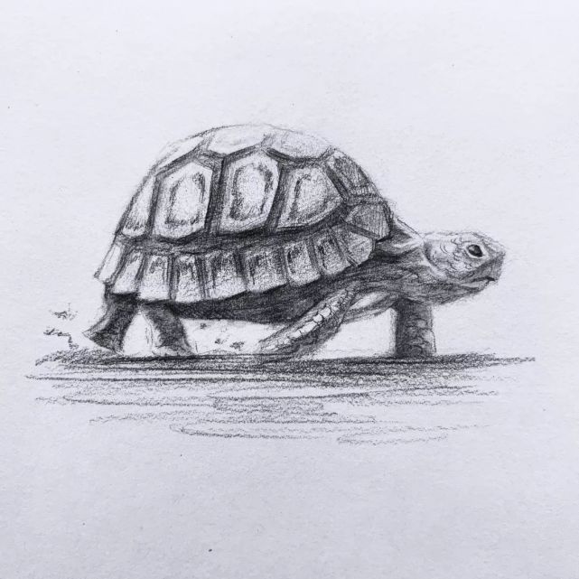 素描纸,画板,橡皮, 铅笔型号:2b,6b 绘画步骤 1 铅笔起稿画出小乌龟的