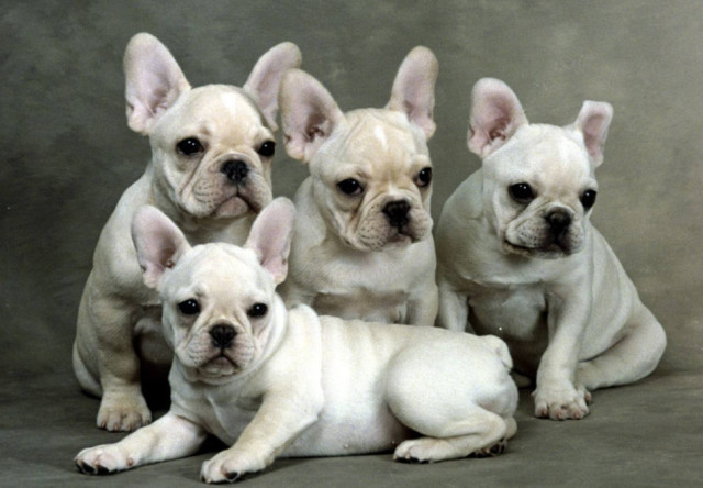 一张床一个女孩斗牛猜成语_黄渤斗牛图片(2)