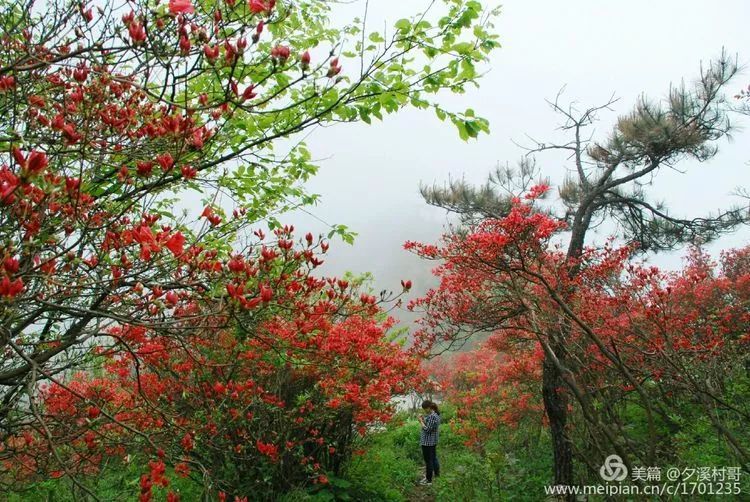 大熊山杜鹃花花语 我是大熊山漂亮的女儿 我要开花 我要出嫁 每年的