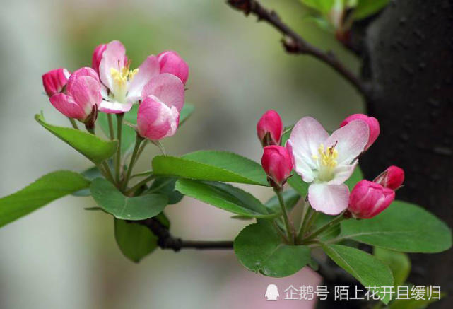 苹果树不开花的原因有这么多!你都了解吗