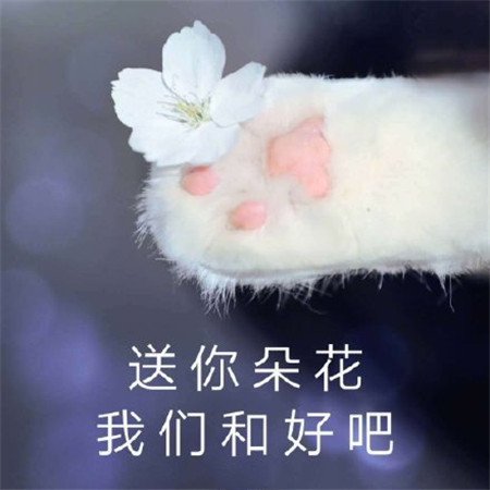 可爱猫咪表情包:送你朵花,我们和好吧