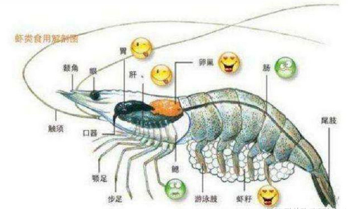 虾头部分是"屎"还是"黄"?很多人都弄错了,别傻傻不知道