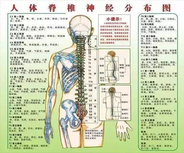 人体的神经系统中,中枢神经是包括脑和脊髓,周围神经系统包括12对脑