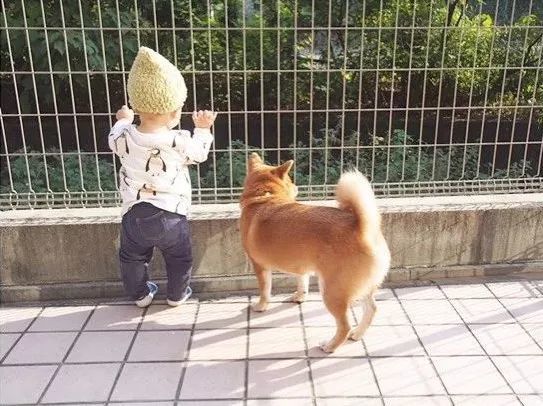 4岁日本小正太靠一起长大的柴犬 哥哥 红遍日本 搞笑日常引无数网友围观 看点快报
