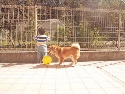 4岁日本小正太靠一起长大的柴犬 哥哥 红遍日本 搞笑日常引无数网友围观 看点快报