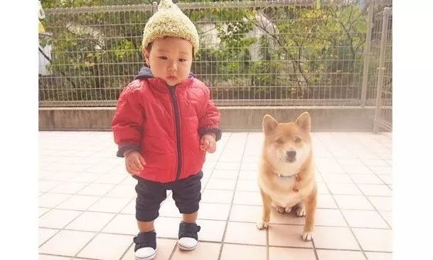4岁日本小正太靠一起长大的柴犬 哥哥 红遍日本 搞笑日常引无数网友围观 看点快报