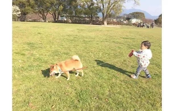 4岁日本小正太靠一起长大的柴犬 哥哥 红遍日本 搞笑日常引无数网友围观 看点快报