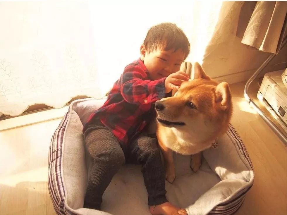 4岁日本小正太靠一起长大的柴犬 哥哥 红遍日本 搞笑日常引无数网友围观 看点快报
