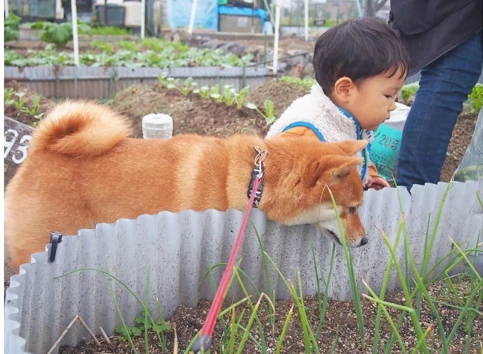 4岁日本小正太靠一起长大的柴犬 哥哥 红遍日本 搞笑日常引无数网友围观 看点快报