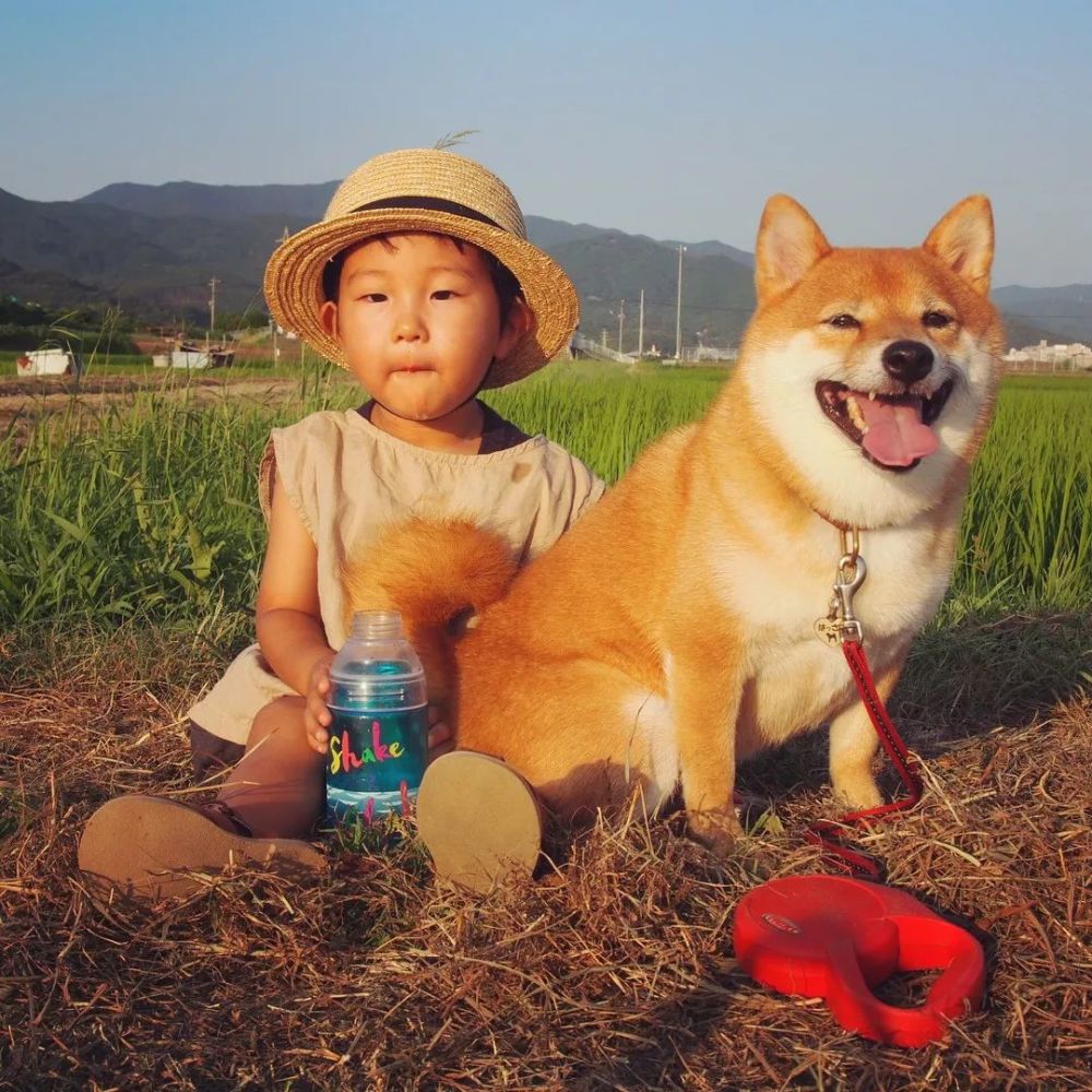 4岁日本小正太靠一起长大的柴犬 哥哥 红遍日本 搞笑日常引无数网友围观 看点快报