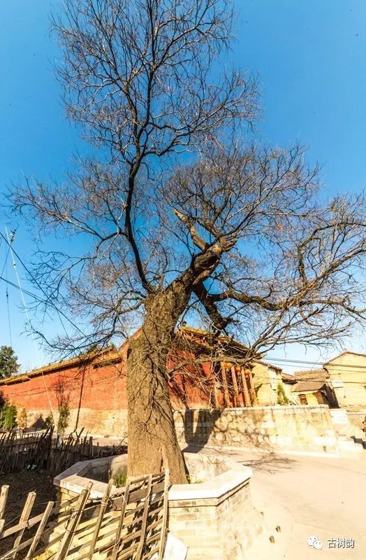 泽州县峪南村800年国槐