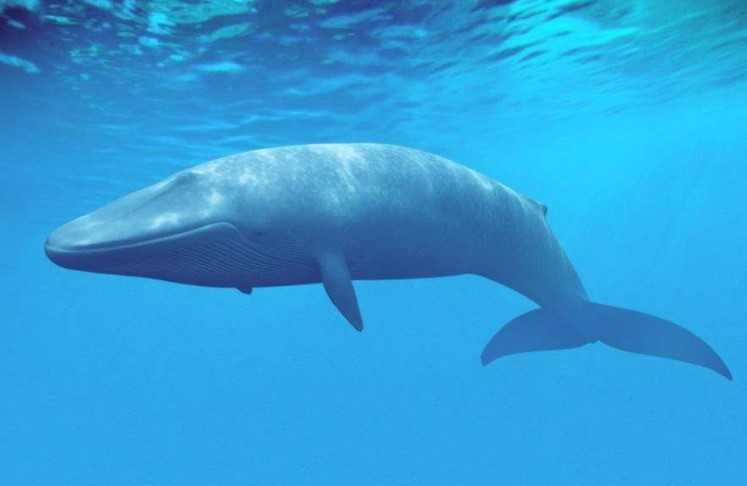 秘鲁发现远古"四足鲸"化石:能陆上行走,也是游泳健将