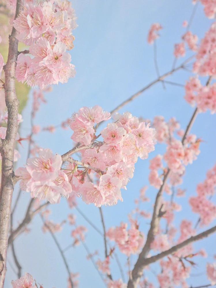 最近这组"樱花"壁纸火了,满满的少女心,适合小仙女们