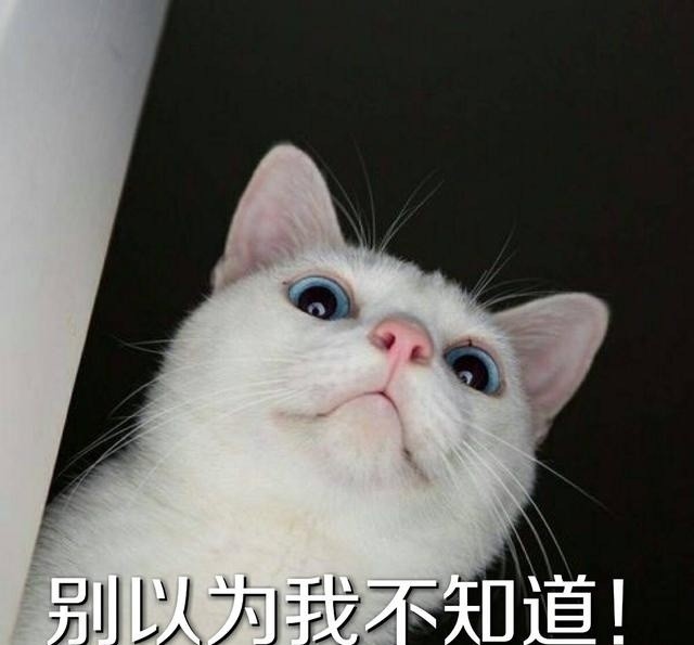 第五只小猫,这只小猫长得白白的,耳朵看上去有点粉红色,它的瞳孔白