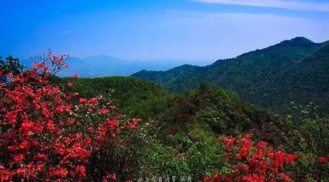 一夜春风映山红 莫负石荷岭好春光 看点快报